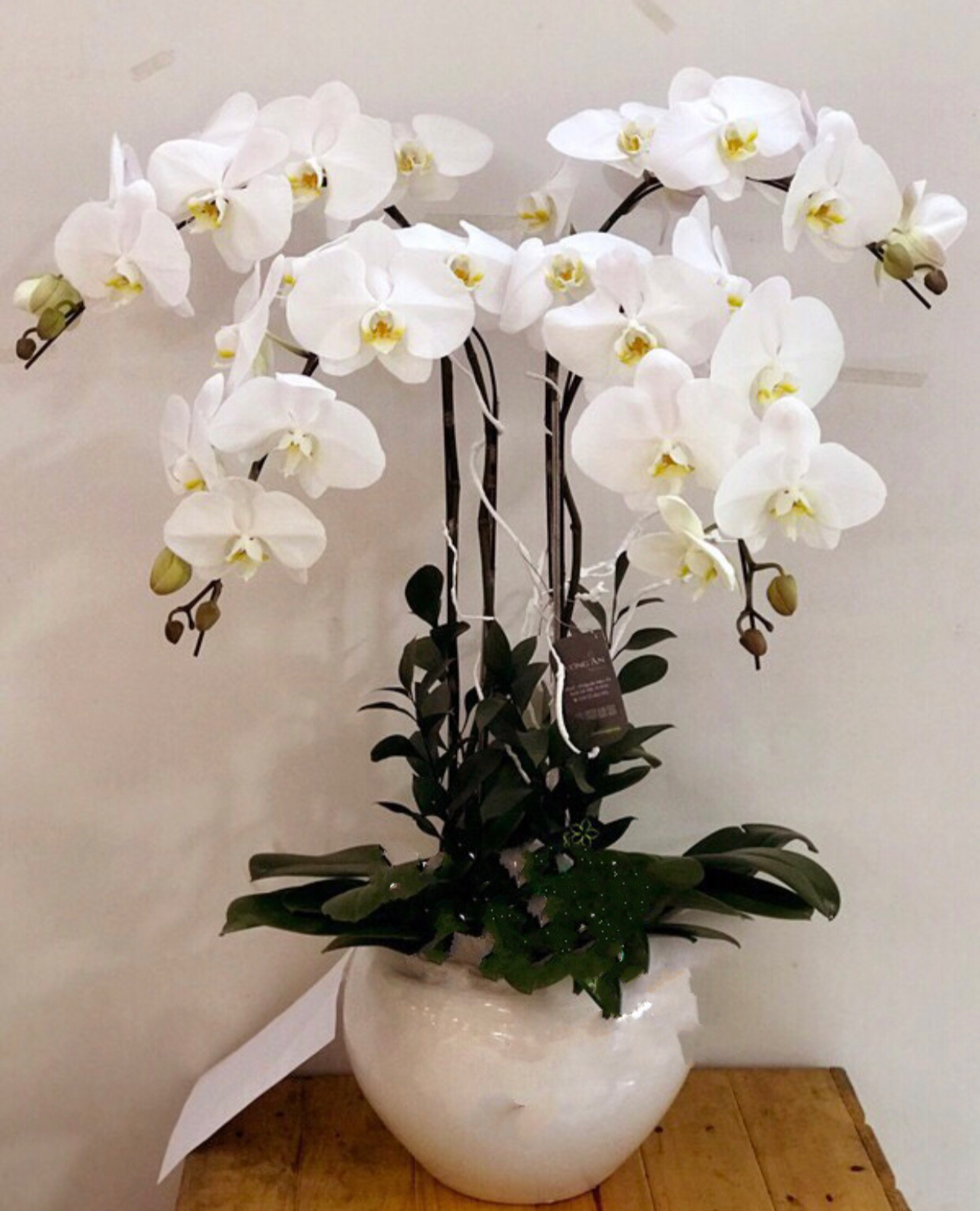 Chậu Hoa Lan Hồ Điệp Trắng Let's Celebrate - LHĐ17