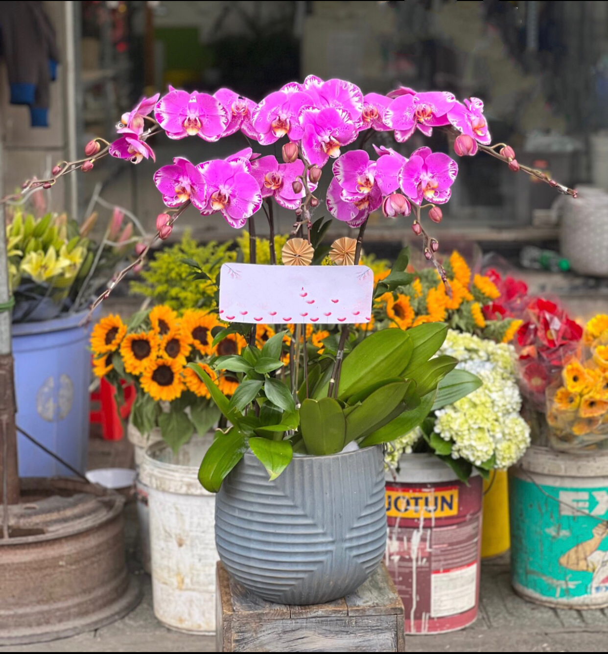 Chậu Hoa Lan Hồ Điệp Hồng Cánh Bướm - LHĐ89