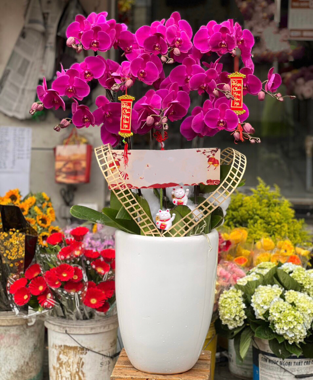 Chậu Hoa Lan Hồ Điệp Tím - LHĐ95