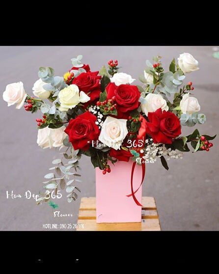 Sức Sống - HH49 - Hoa Hồng 20/10