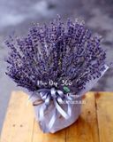  Hộp Hoa Lavender Thuỷ Chung - LVD01 