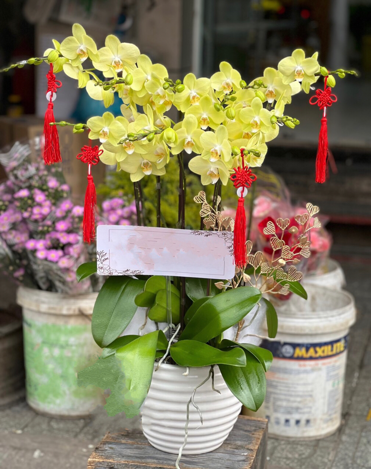 Chậu Hoa Lan Hồ Điệp Xanh Nhỏ - LHĐ101