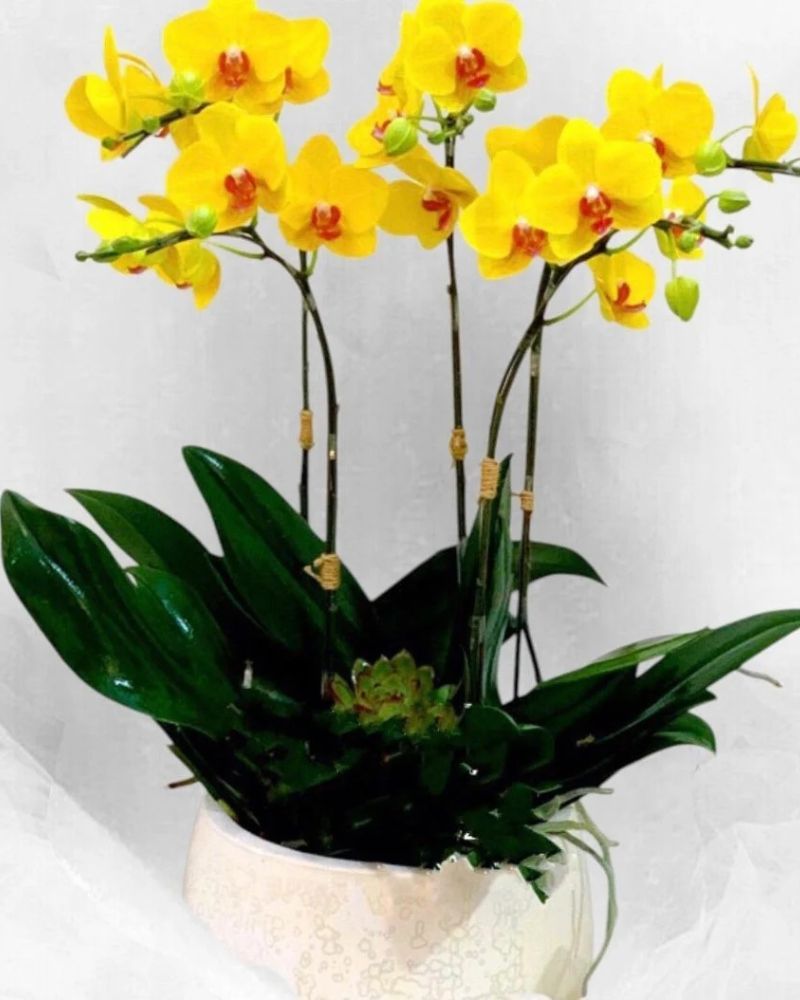 Chậu Hoa Lan Hồ Điệp Vàng Glorious - LHĐ22