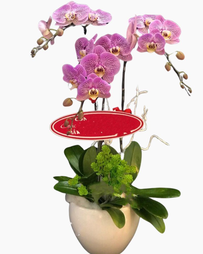 Chậu Hoa Lan Hồ Điệp Hồng Đột Biến - LHĐ51