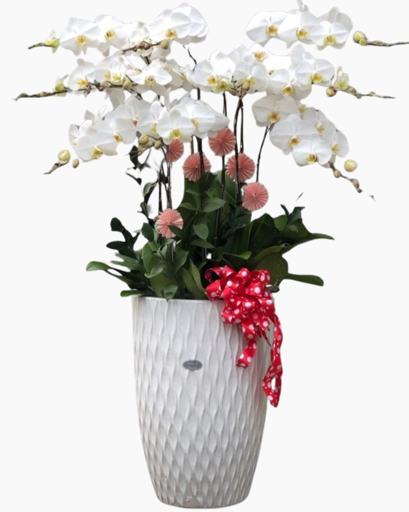Chậu Hoa Lan Hồ Điệp Trắng - LHĐ04 - Flosa
