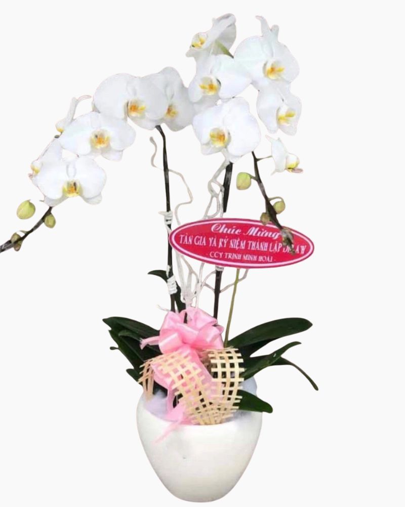 Chậu Hoa Lan Hồ Điệp Trắng - LHĐ05 - Flosa