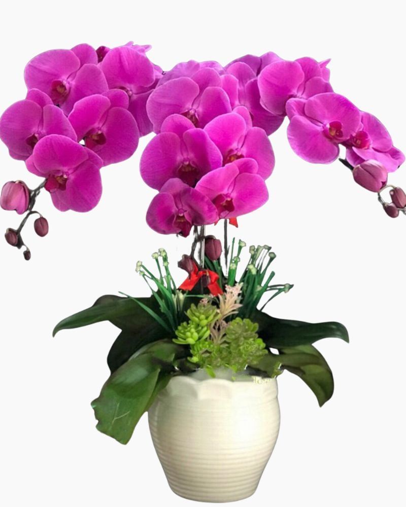 Chậu Hoa Lan Hồ Điệp Tím - LHĐ49