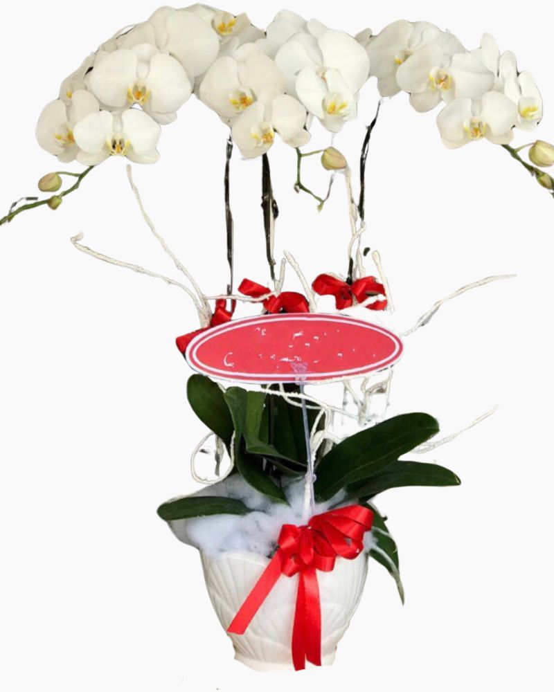Chậu Hoa Lan Hồ Điệp Trắng - LHĐ52