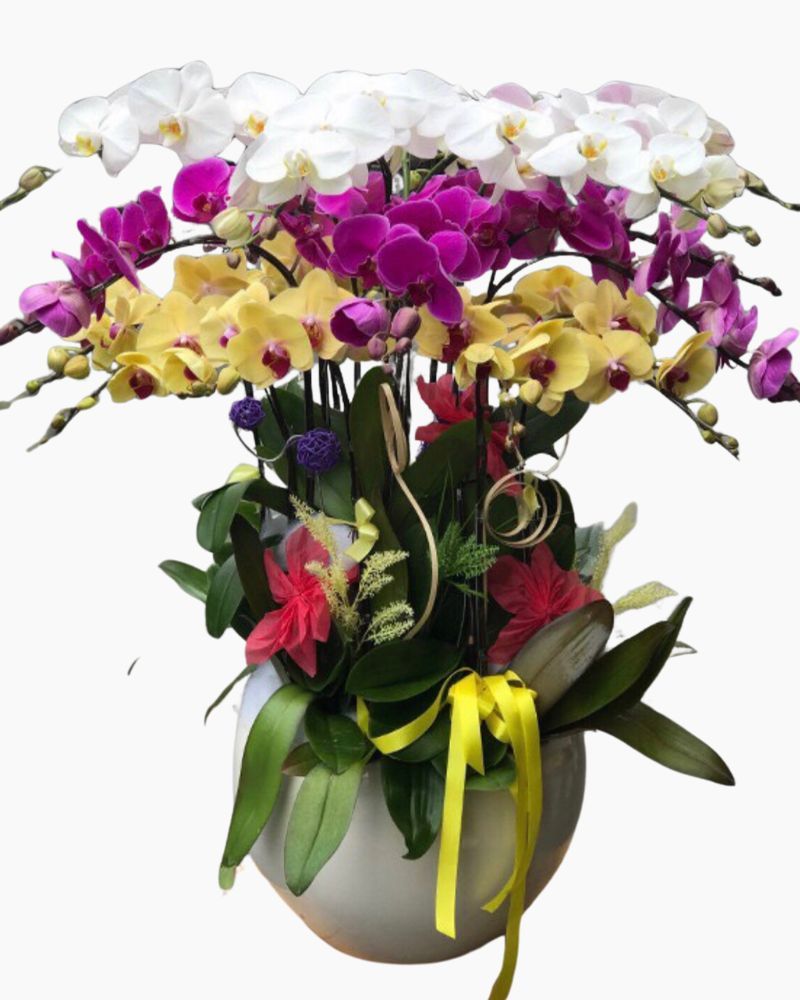 Chậu Hoa Lan Hồ Điệp Mix Màu - LHĐ61