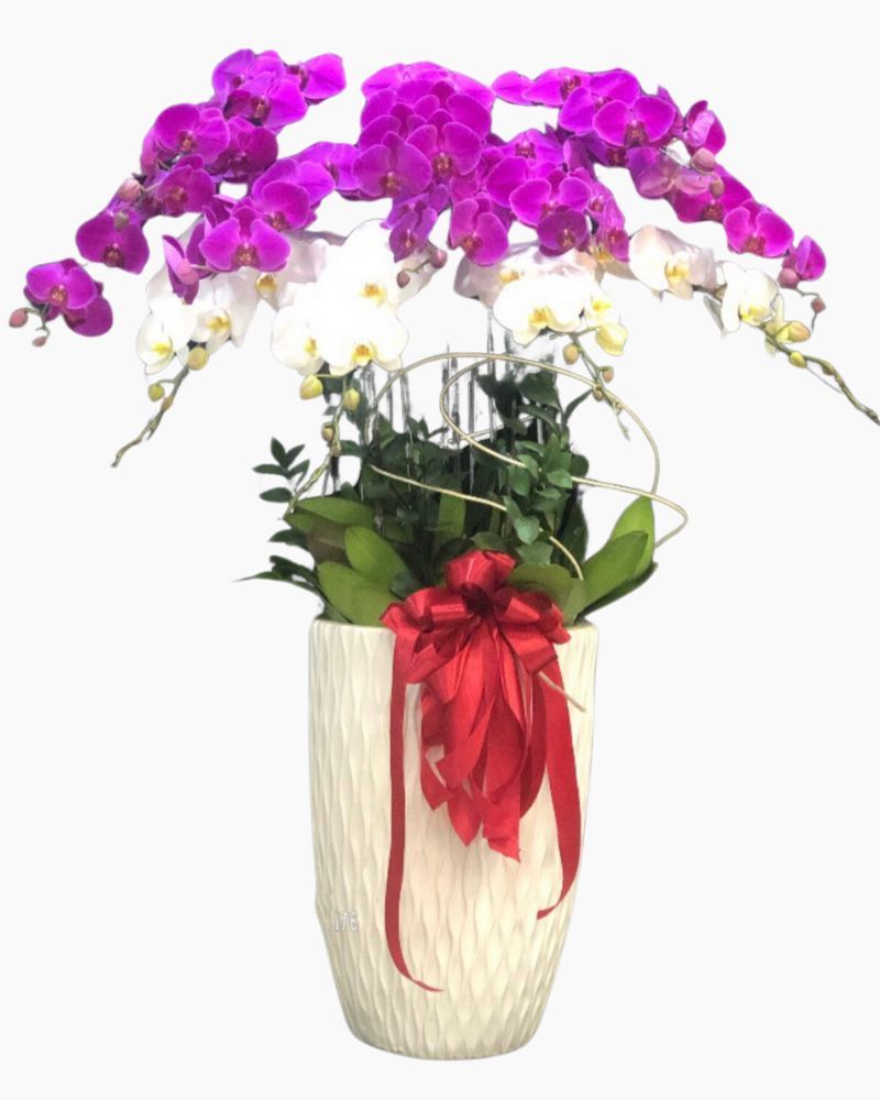 Chậu Hoa Lan Hồ Điệp Tím Mix Trắng - LHĐ56