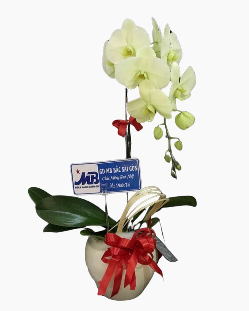 Chậu Hoa Lan Hồ Điệp Xanh Bơ - LHĐ34