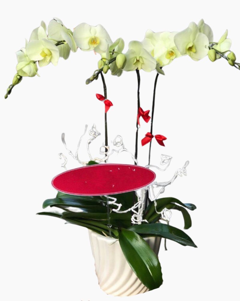 Chậu Hoa Lan Hồ Điệp Xanh Bơ - LHĐ41