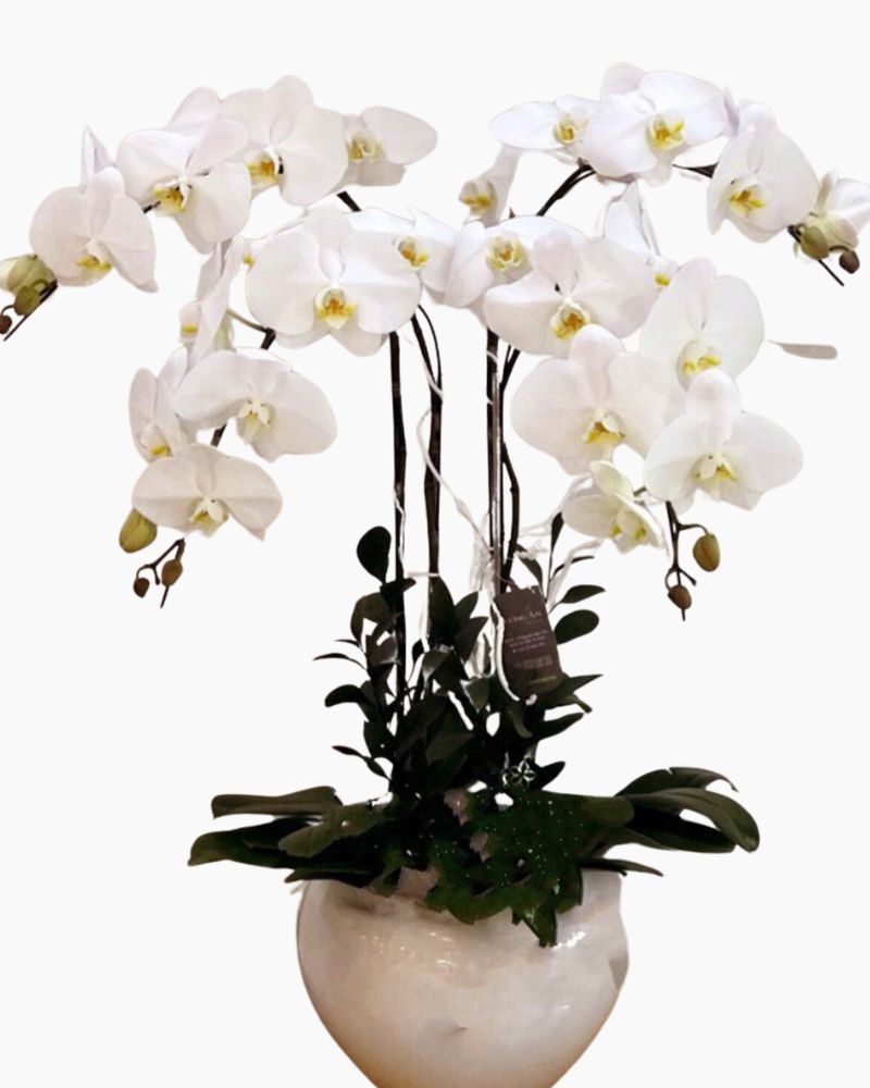 Chậu Hoa Lan Hồ Điệp Trắng Let's Celebrate - LHĐ17
