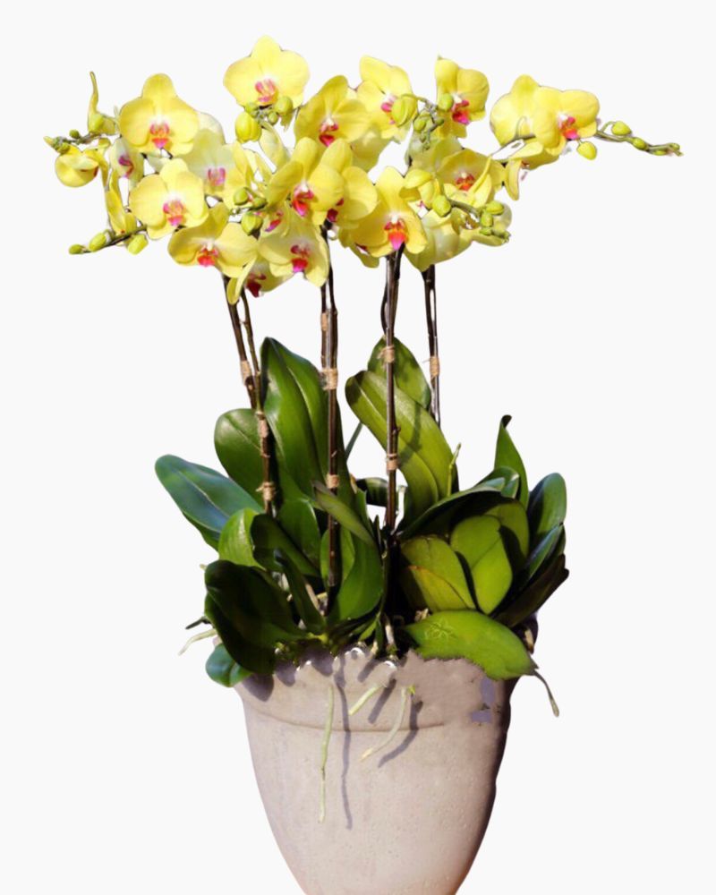 Chậu Hoa Lan Hồ Điệp Vàng Melody Of Joy - LHĐ30