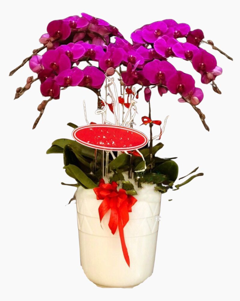 Chậu Hoa Lan Hồ Điệp Peace and Prosperity - LHĐ31