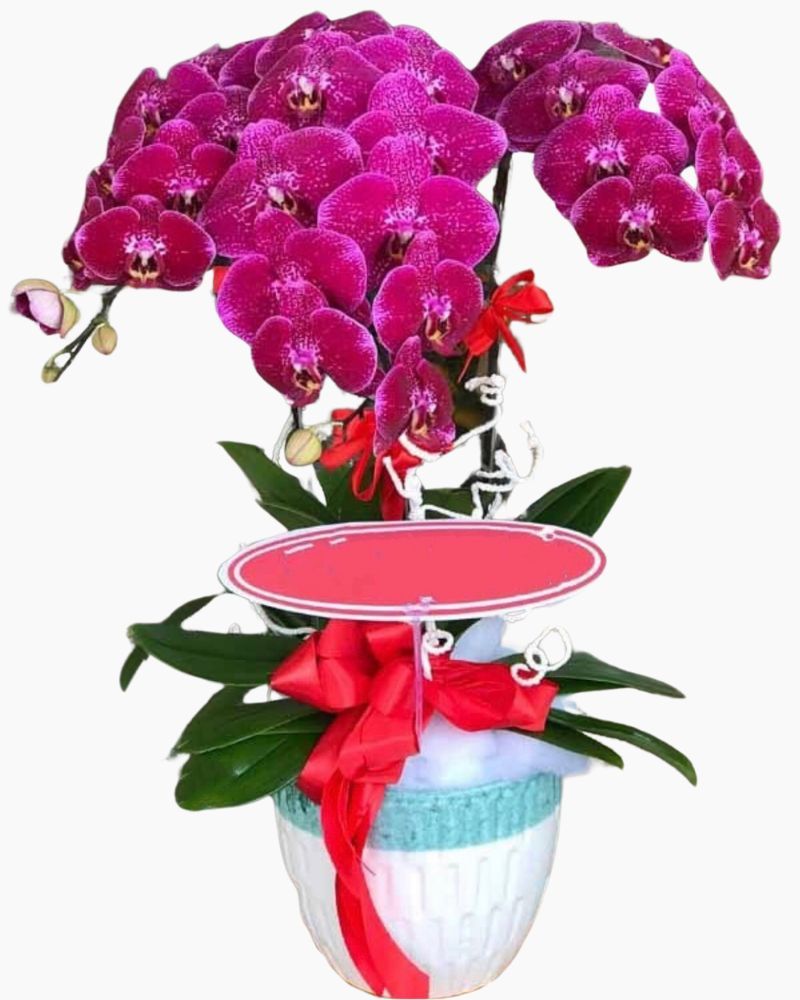 Chậu Hoa Lan Hồ Điệp Phát Lộc - LHĐ46