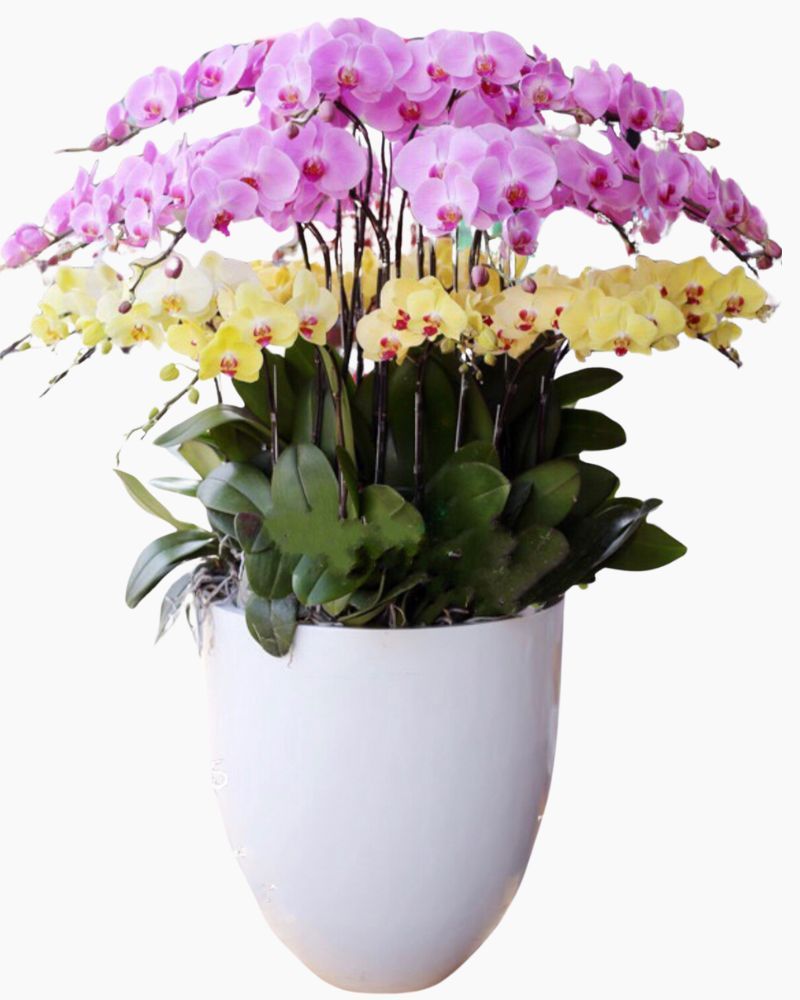Chậu Hoa Lan Hồ Điệp Sang Trọng - LHĐ63