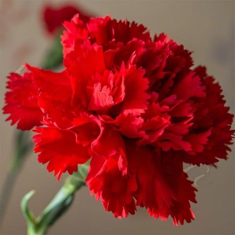Cẩm Chướng Đơn - Hoa Tươi Cắt Cành, Giao 2H Tại TP.HCM