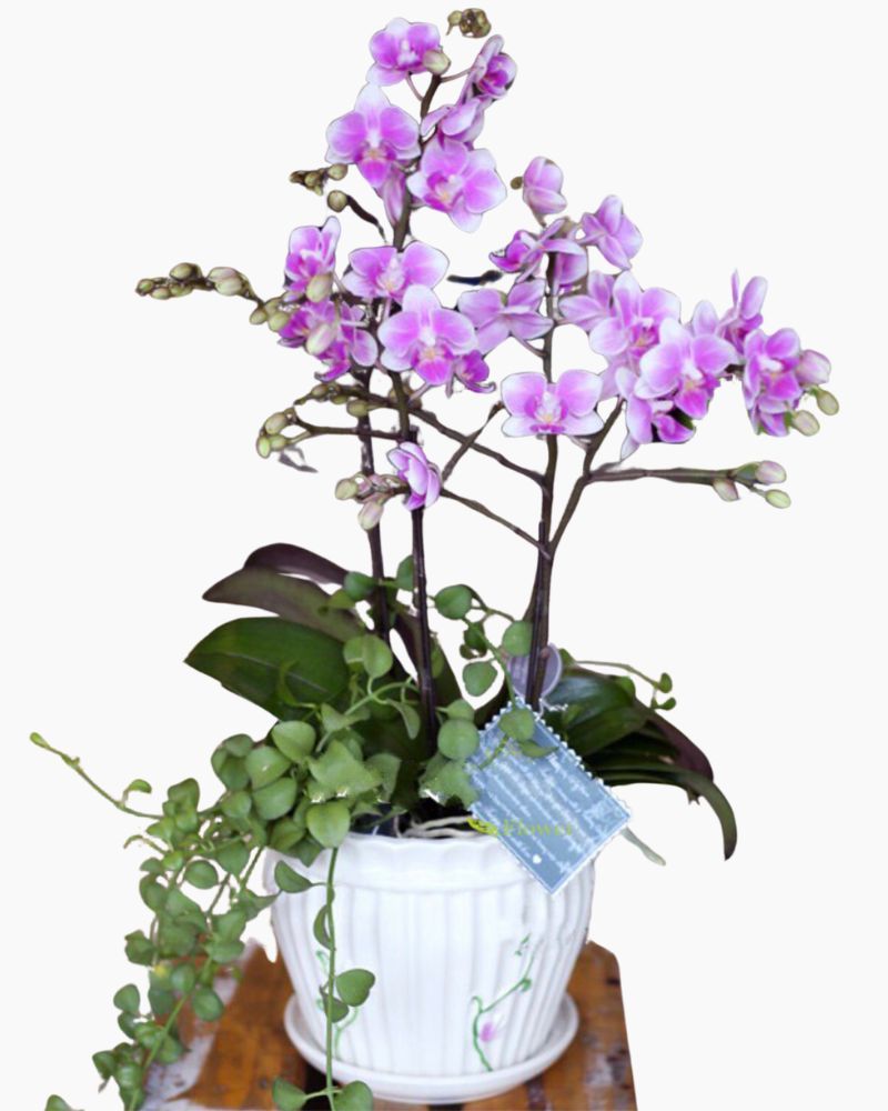 Chậu Hoa Lan Hồ Điệp Thuỷ Chung - LHĐ06