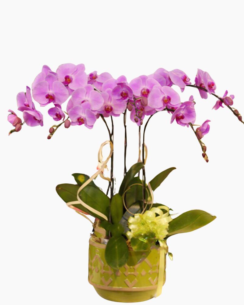 Chậu Hoa Lan Hồ Điệp Vanilla Butterfly - LHĐ19