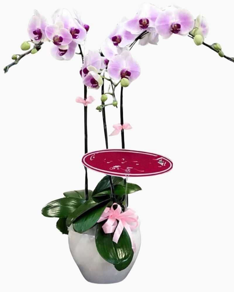 Chậu Hoa Lan Hồ Điệp Vững Chắc - LHĐ45