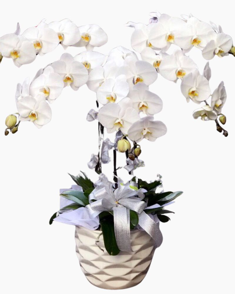 Chậu Hoa Lan Hồ Điệp Wishes Come True - LHĐ24