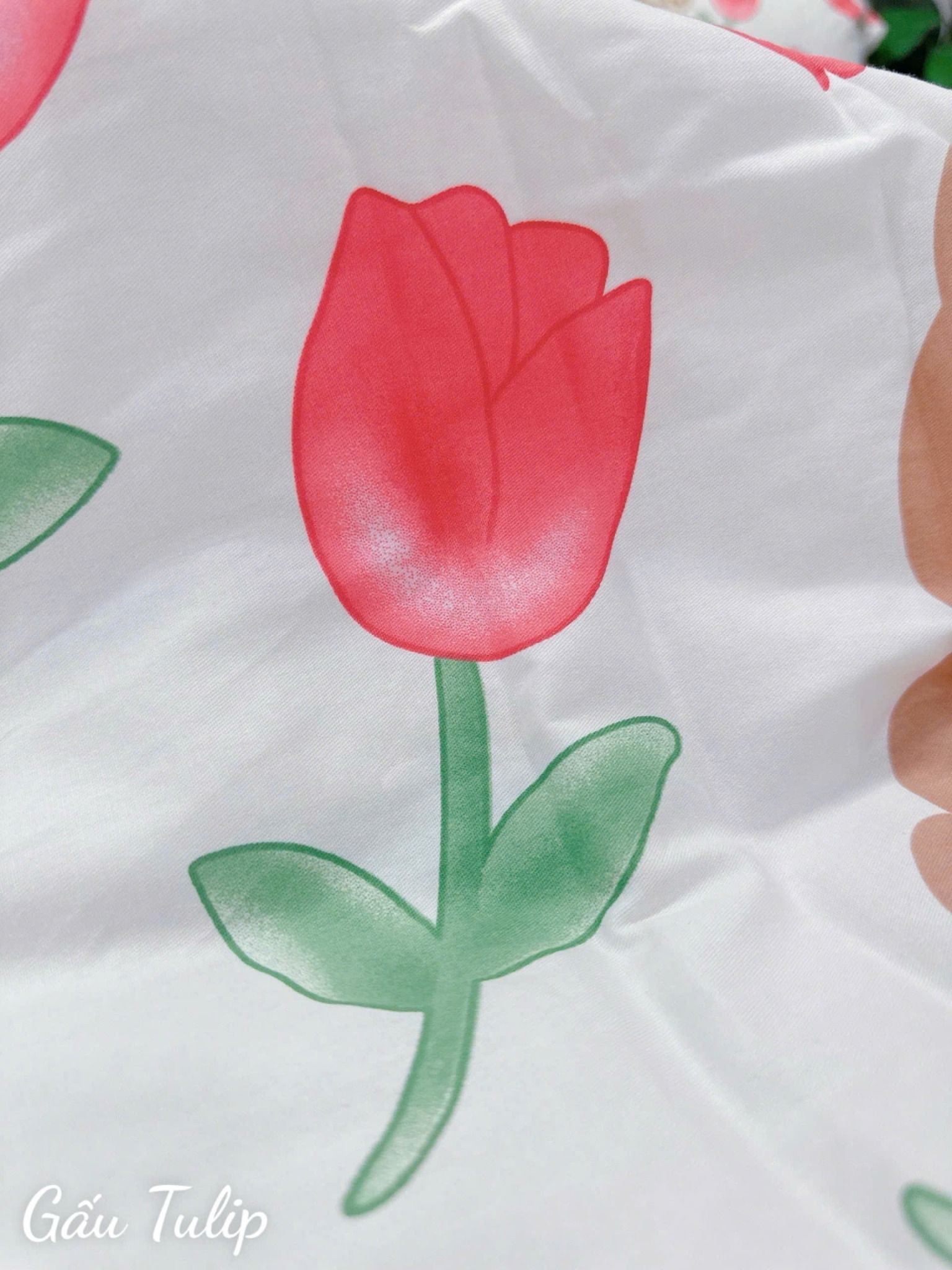 Cotton Gấu Tulip
