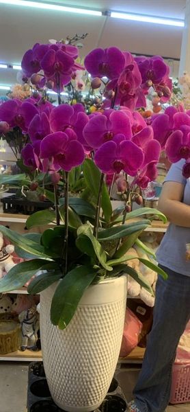 LAN HỒ ĐIỆP 7 CÀNH