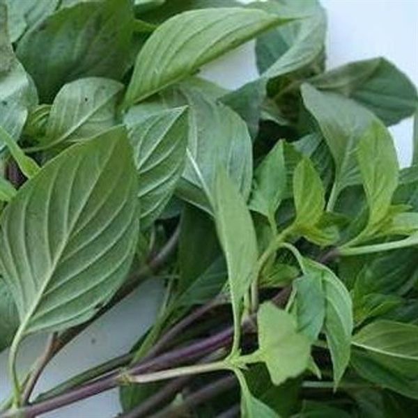 LÁ QUẾ