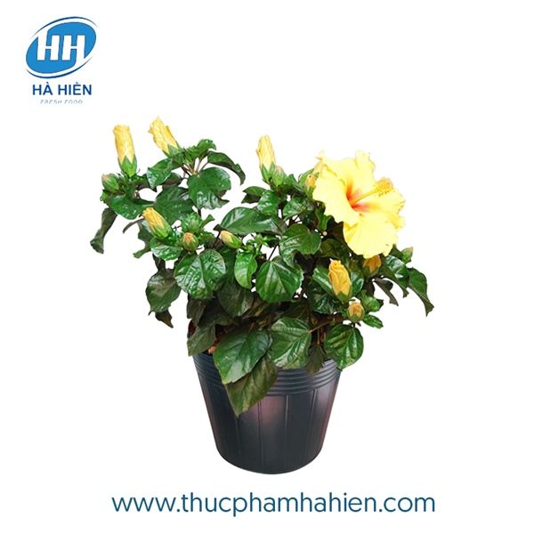 HOA DÂM BỤT