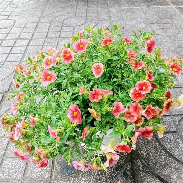 HOA TRIỆU CHUÔNG