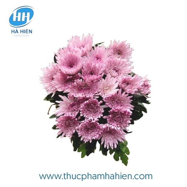 CÚC LƯỚI HỒNG CIPRIA