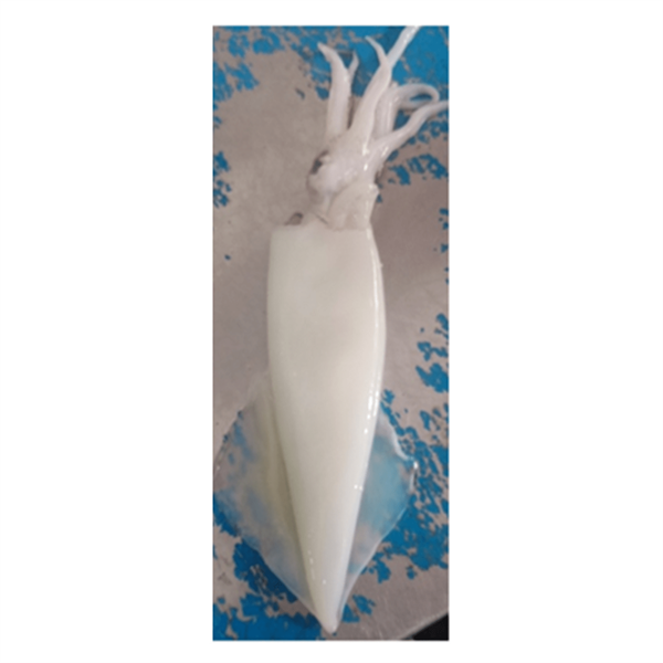 MỰC ỐNG TƯƠI LÀM SẠCH L2