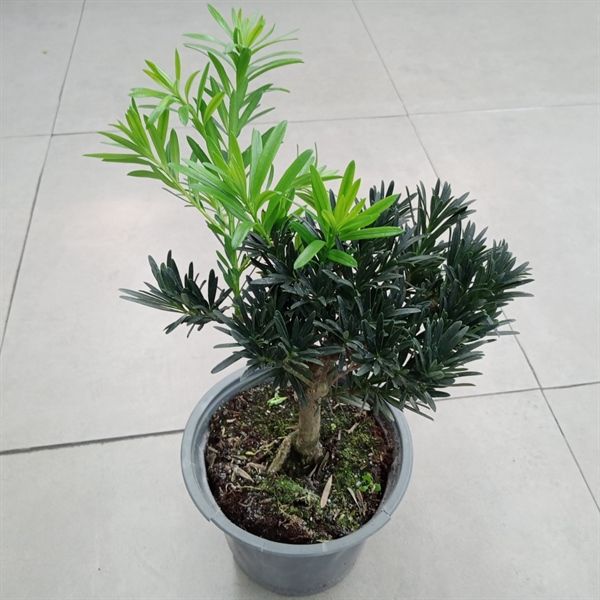 TÙNG LA HÁN BONSAI THÔ