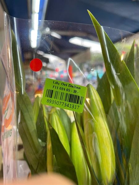 HOA LY HỒNG LILY ORI DALIAN