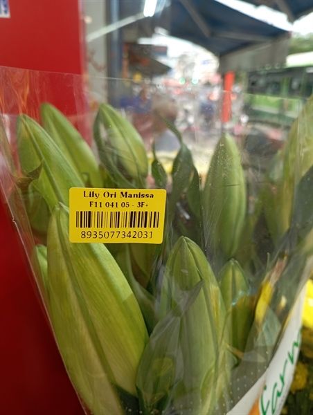 LILY ORI MANISSA (HOA LY VÀNG)
