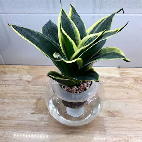 LƯỠI CỌP THÁI 36