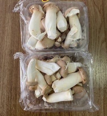 NẤM ĐÙI GÀ NHỎ