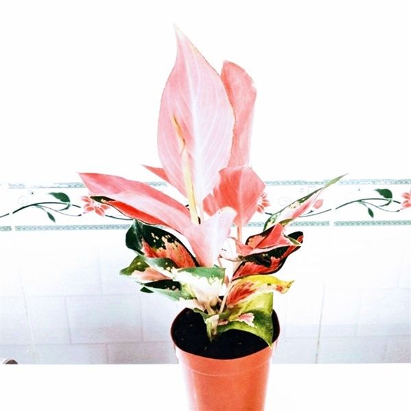 PHÚ QUÝ ĐỎ