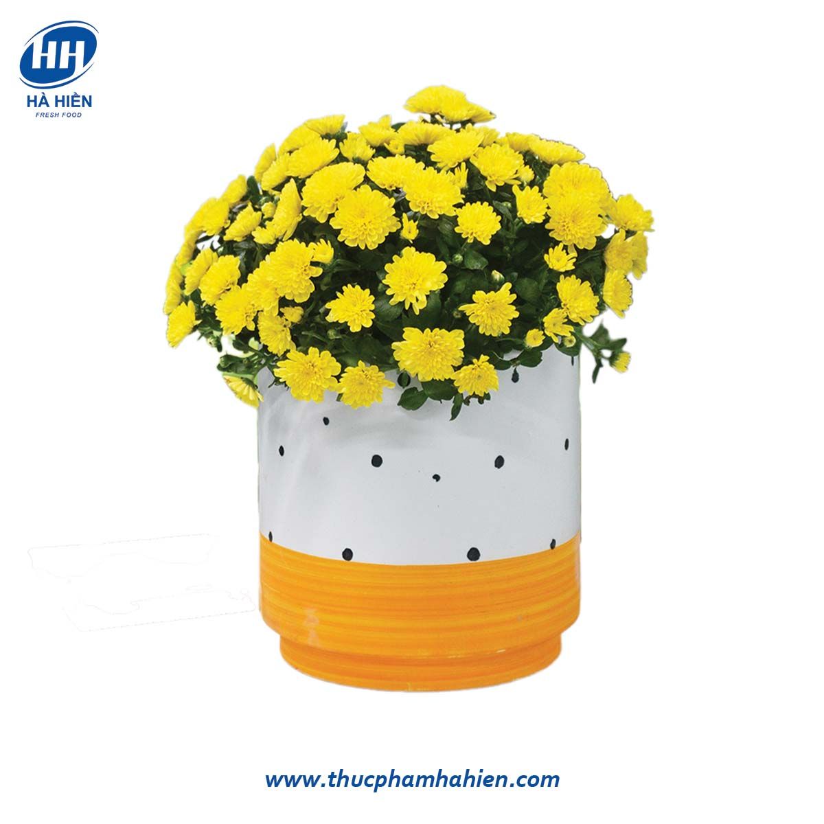 CÚC MIX HOÀN CẦU MINI