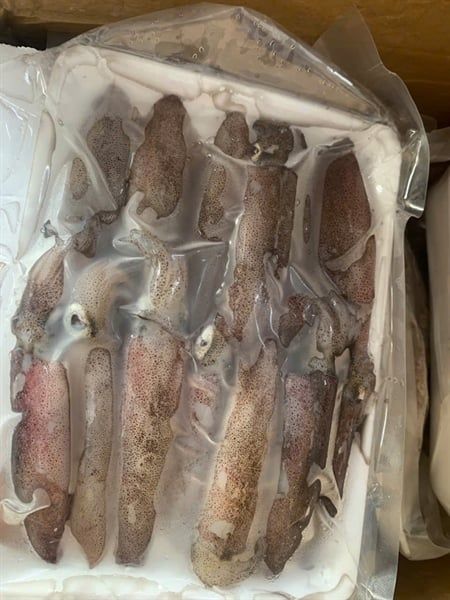 MỰC ỐNG CÂU LỚN