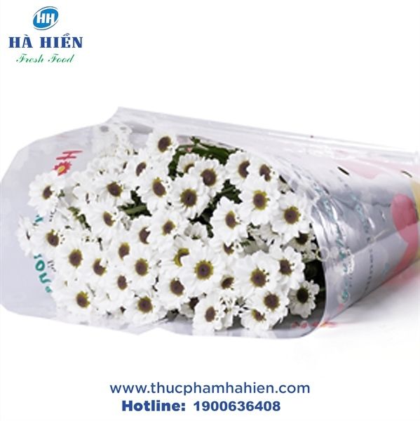 CÚC TRẮNG NHỤY ĐEN (YING YANG WHITE)