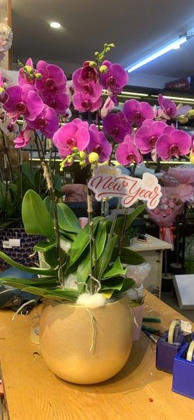 LAN HỒ ĐIỆP 6 CÀNH