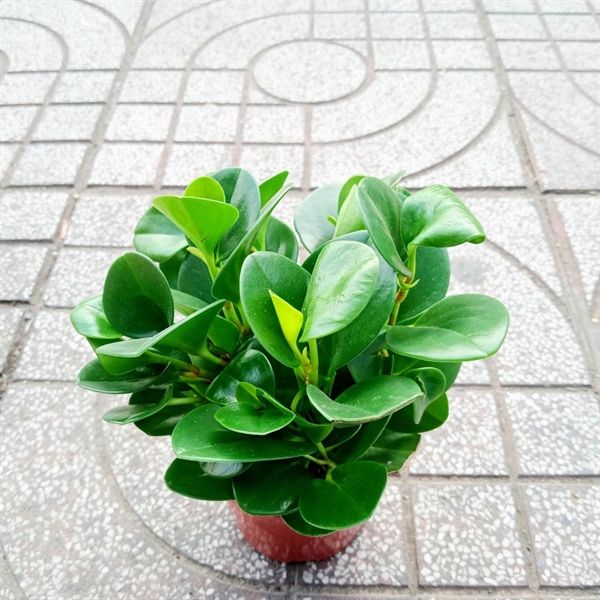 TRƯỜNG SINH