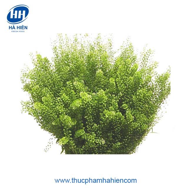 GREEN BELL