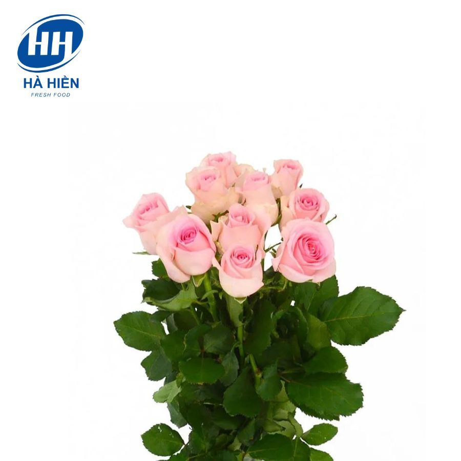 HỒNG ( KHÔNG BÁN MÃ NÀY )