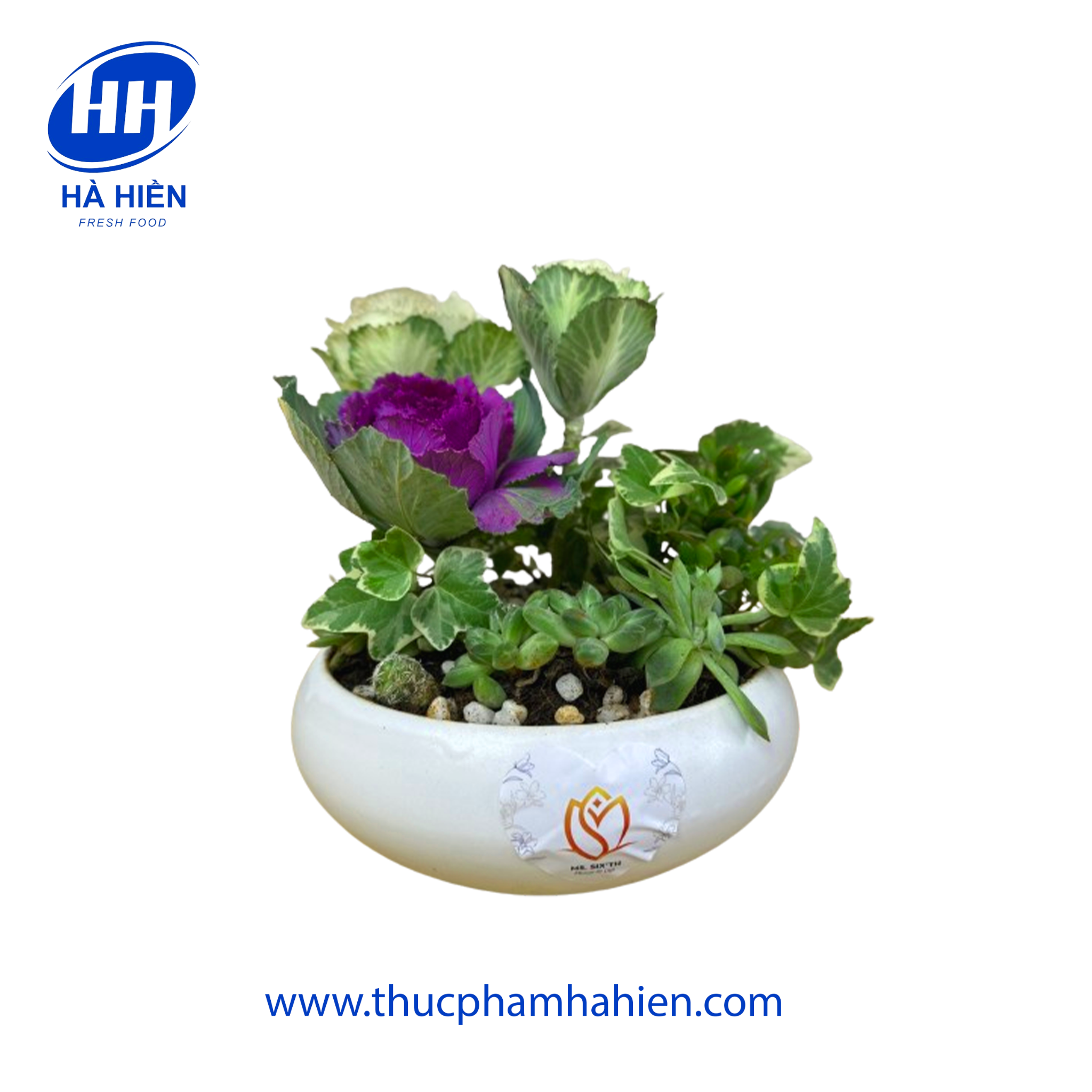 HOA BẮP CẢI HOA HỒNG