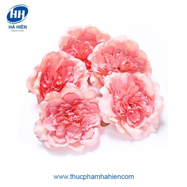 HOA SÁP MẪU ĐƠN