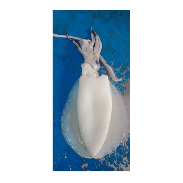 MỰC LÁ TƯƠI NHỎ