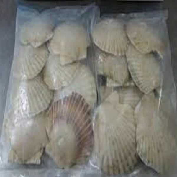 SÒ ĐIỆP ( 8 - 11 CON)